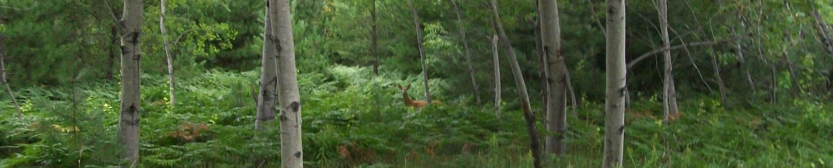 Deer
